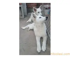 Beli švajcarski ovčar, štenci - 8