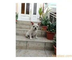 Francuski buldog štenci - 2