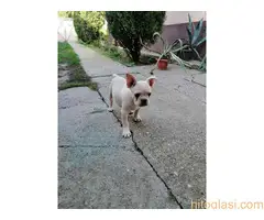 Francuski buldog štenci - 3