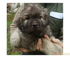 Sarplaninac štenad u ponudi - 2