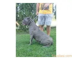 Cane Corso na prodaju - 2