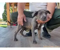 Cane Corso na prodaju - 3