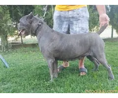 Cane Corso na prodaju - 4