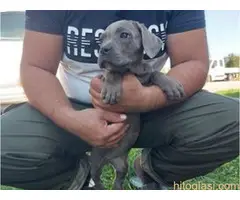 Cane Corso na prodaju - 5