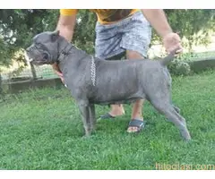 Cane Corso na prodaju - 6