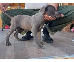 Cane Corso na prodaju - 7