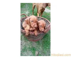 Štenci mađarske vižle - 2