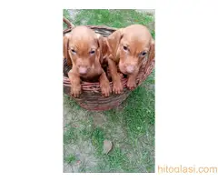 Štenci mađarske vižle - 3