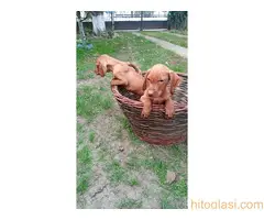 Štenci mađarske vižle - 4