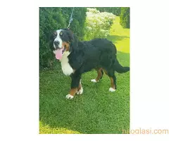 Na prodaju zenka bernskog planinskog psa - 2