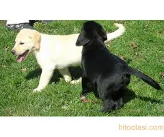 Stenci labradora na prodaju - 2