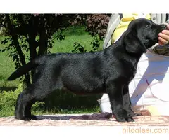 Stenci labradora na prodaju - 3