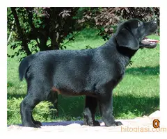 Stenci labradora na prodaju - 4