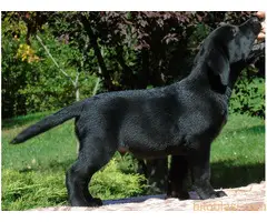 Stenci labradora na prodaju - 5