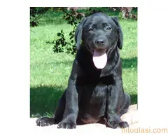 Stenci labradora na prodaju - 6