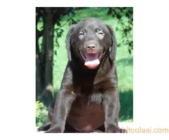 Stenci labradora na prodaju - 7