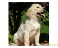 Stenci labradora na prodaju - 8