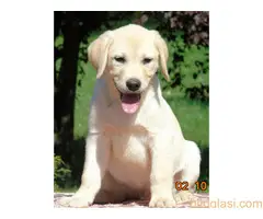 Stenci labradora na prodaju - 9