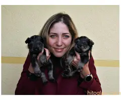 Štenci patuljastog šnaucera - rezervacija - 2