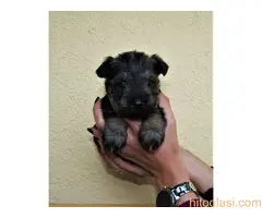 Štenci patuljastog šnaucera - rezervacija - 3