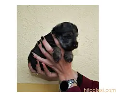 Štenci patuljastog šnaucera - rezervacija - 4