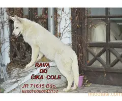 Beli švajcarski ovčari, štenci i odrasli - 2