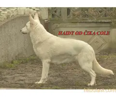 Beli švajcarski ovčari, štenci i odrasli - 3