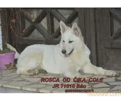 Beli švajcarski ovčari, štenci i odrasli - 4