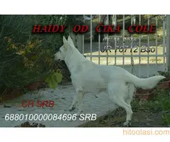 Beli švajcarski ovčari, štenci i odrasli - 5