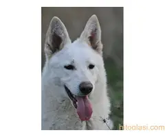 Beli švajcarski ovčari, štenci i odrasli - 7