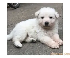 Beli švajcarski ovčari, štenci i odrasli - 9