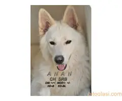 Beli švajcarski ovčari, štenci i odrasli - 10