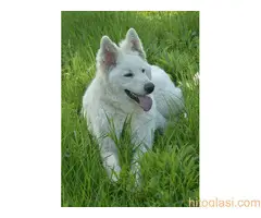 Beli švajcarski ovčari, štenci i odrasli - 11