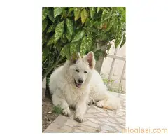 Beli švajcarski ovčari, štenci i odrasli - 12