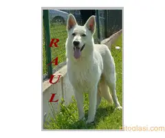 Beli švajcarski ovčari, štenci i odrasli - 13