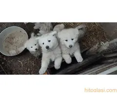 Prodaja samojeda - 2