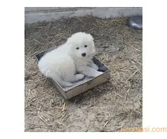 Prodaja samojeda - 5