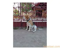 Bigl muzjak- parenje - 2