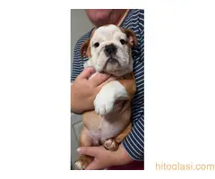 Engleski buldog, štene - 2