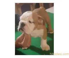 Engleski buldog, štene - 3