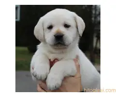 Labrador i retriver štenci na prodaju - 2