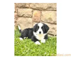 Bernadinac i bernski planinski pas - 2