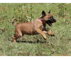 Nemački ovčar i belgijski ovčar - 2