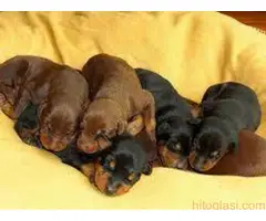 Doberman i rotvajler - 2