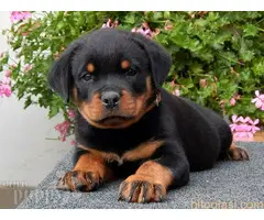 Doberman i rotvajler - 3