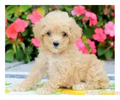 Pudle štenci na prodaju - 2