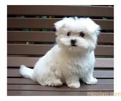 Maltezer i bišon štenci - 2