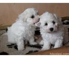 Maltezer i bišon štenci - 3