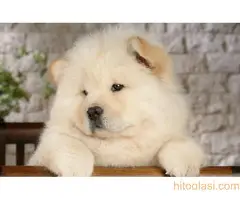 Čau čau štenci - 2