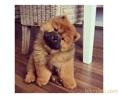 Čau čau štenci - 3